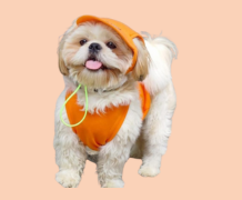 Pet Birthday Party Gift Set 