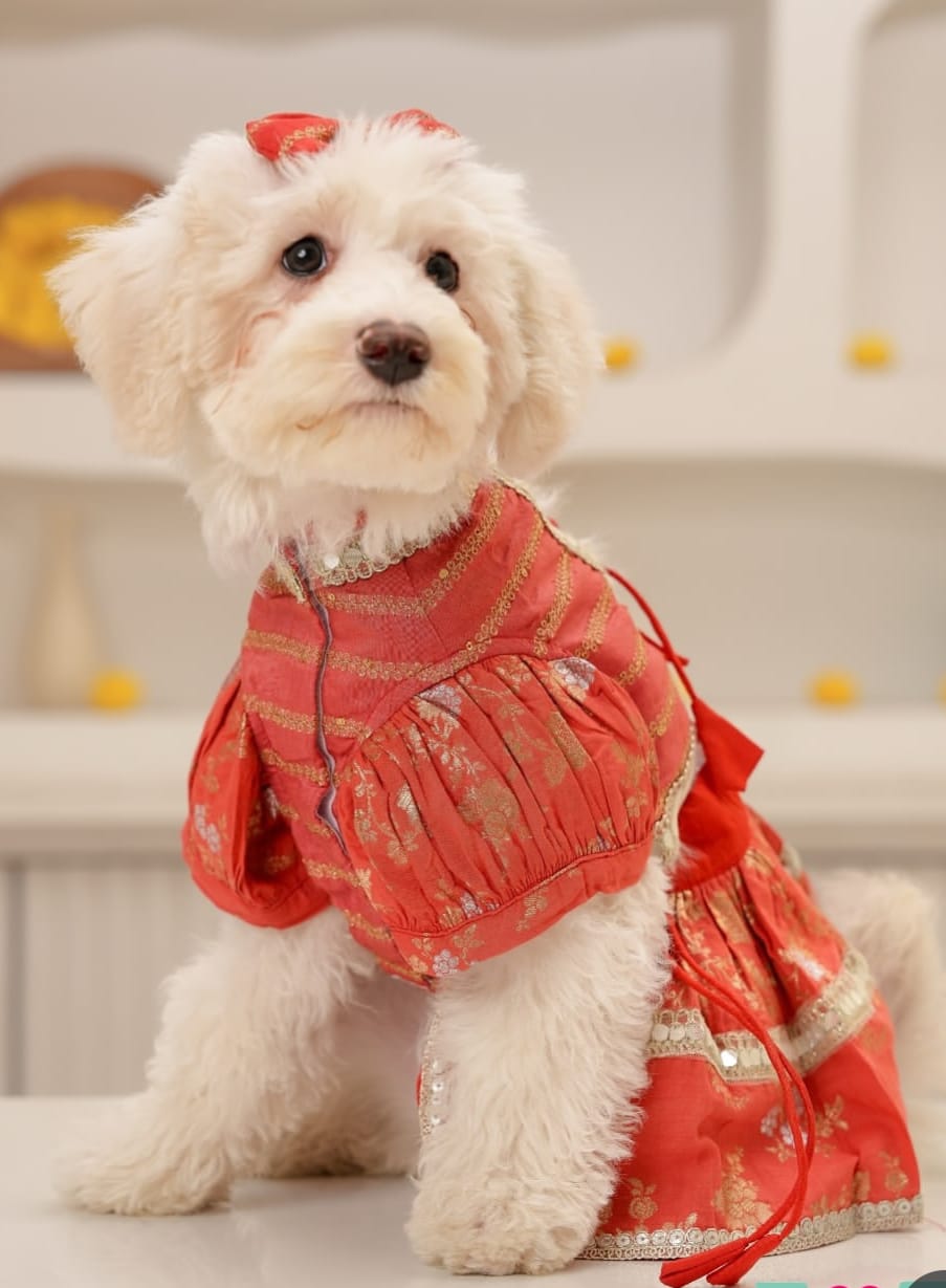 Elegant Red Lace Dress for Dogs